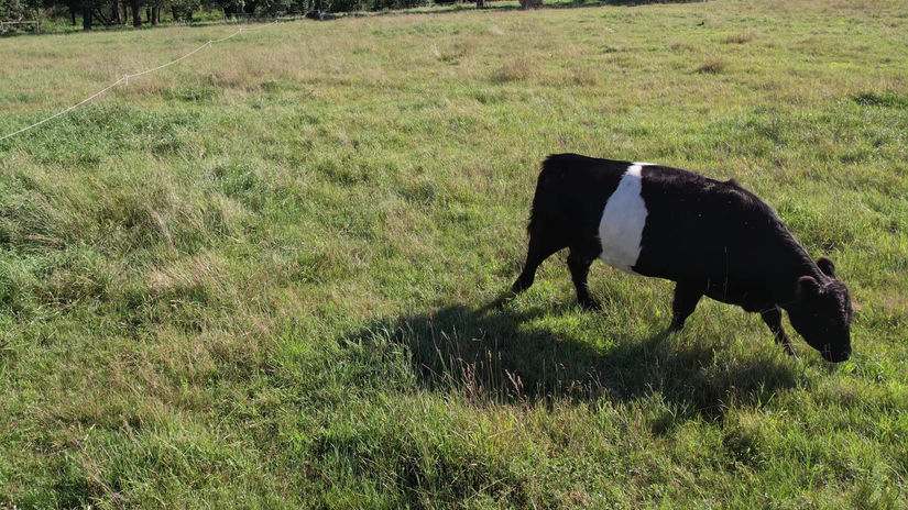 Single Cow HD